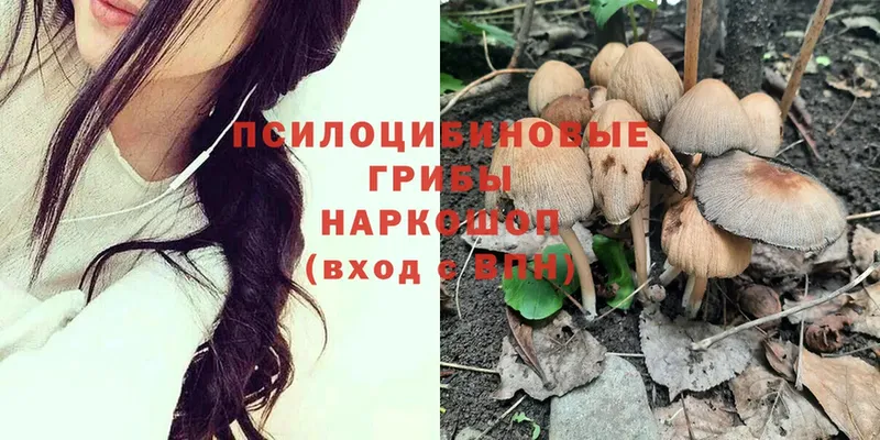 Галлюциногенные грибы Psilocybine cubensis  где купить наркоту  Орск 